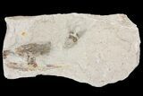 Cretaceous Fossil Squid with Ink Sac - Hakel, Lebanon #163096-1
